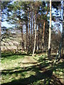 Path through Torphins Wood. in AB31 4GS
