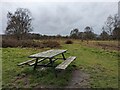 Bench at Shoal Hill heathland in WS12 4NF