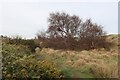Path through Winterton Dunes in NR29 4LP