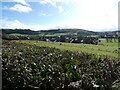 View over a hedgerow to Tregynon, Powys in SY16 3EH