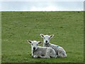 Two new lambs at Pwllan farm near Tregynon, Powys in SY16 3EP