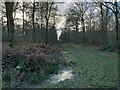 Fire break and access track - Micheldever Wood in SO24 9UB