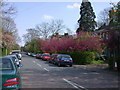 Blossom time on Adams Road in CB3 0RU