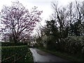 Spring blossom near Hoy's Farm in SG11 2LD