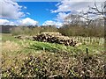 Timber stacks and new tree planting in DE45 1JD