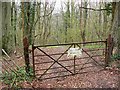 Track into Gatcombe Wood in GL6 9AT