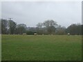 Sheep grazing, Manley Hall in WA6 9JQ