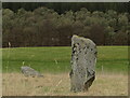 Remains of the Pitchroy standing stone circle in AB37 9BQ
