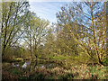 Pond by the River Rib at Westmill Farm in SG12 0EY