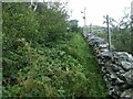 An overgrown footpath above Talysarn in LL54 6HP