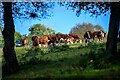 Churchstanton : Grassy Field & Cattle in TA3 7DP