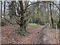 Park Pale - Bushy Leaze Wood in GU34 4AE
