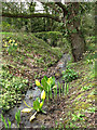 Yellow Skunk Cabbage growing in stream in NR11 7QE