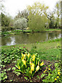 Yellow Skunk Cabbage (Lysichiton americanus) in NR11 7QE