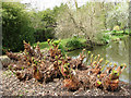 Gunnera (Gunnera manicata) in NR11 7QE