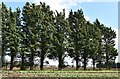 Mileham: Part of a line of evergreen trees in NR20 4JJ