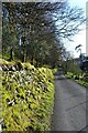 Moss covered wall along Bog Lane in LA22 0HX