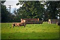Churchstanton : Grassy Field & Pigs in TA3 7RL