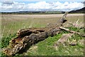 Tree trunk beside a bridleway in Alderton (Tewkesbury)