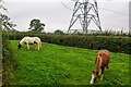 Oldbury-on-Severn : Grassy Field & Horses in BS35 1PZ
