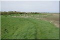 Mersea is an Island #10: Kink in Footpath 7 in CO5 8SS
