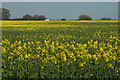 Another field of Oilseed Rape in SY4 4EA