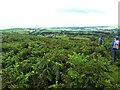 A sea of bracken above Tyddyn-adi in LL49 9YW