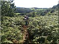 Wading through the bracken below Moel-y-Gest in Porthmadog Community