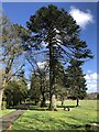 Araucaria, Linden Hall in NE65 8XE