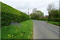 Bluebells beside Braegate Lane in LS24 8EW