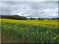 Oil-seed rape in a field north of Woodhouse Lane in TF2 5AD