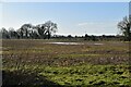 Romney Marsh farmland in TN29 9UG