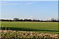 Romney Marsh farmland in TN29 9RT