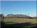 Coopers Wood across a field in TN25 6ZU