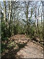 Woodland track near Heathfield in TQ12 6UT
