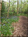 Bluebells and general undergrowth in Alcott Wood in B37 5RY