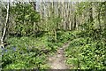 Footpath up the hillside in Great Crabbles Wood in ME2 3UG