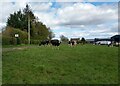 Dairy Cattle: East law Farm in ML8 5EZ