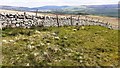 Dry stone wall at eastern edge of Maze Pasture in DL8 3JH