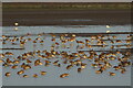 Black-tailed Godwits (Limosa limosa), Inner Crossens Marsh in PR9 9UT