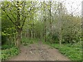 Entrance to Nut Wood and the adjacent Waulby Scrogs in HU16 5WG