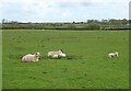 Sheep grazing off the A5 in LL77 7TY