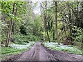 Track through wild garlic in WV16 4ST
