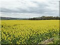 Field of oil seed rape in flower in S75 5BW