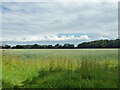 Wheat field west of Tarecroft Wood in CM8 2AE