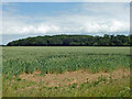 Wheat field and Rivenhall Thicks in CM8 2AE