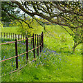 Bluebells and a Rusty Fence in Stanwix Rural