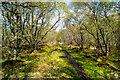 Path to Loch Sgalpaidh in IV40 8AJ