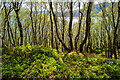 Woodland above Sgalpaidh in IV40 8AJ