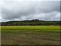 Oilseed rape crop towards the A55 in LL22 9SF